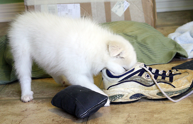 enhanced-buzz-28309-1342197046-18