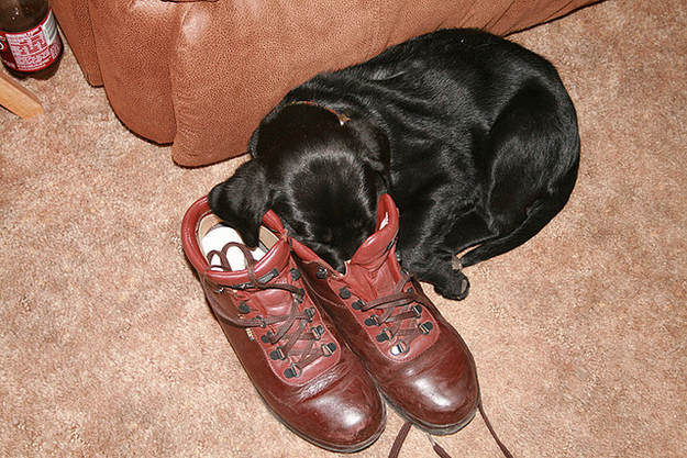 enhanced-buzz-3622-1342196803-11