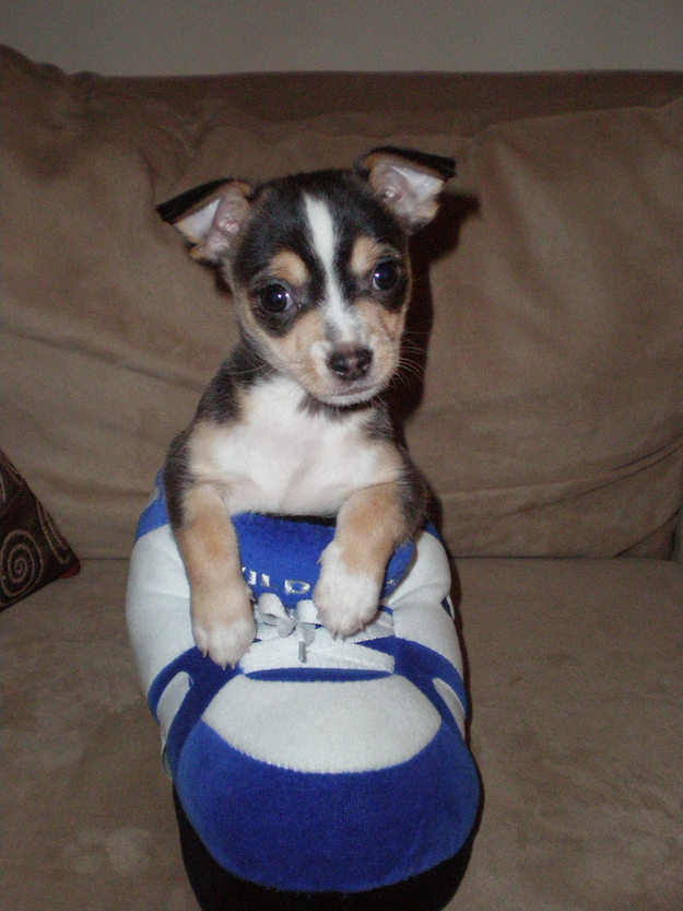 enhanced-buzz-3697-1342196883-17