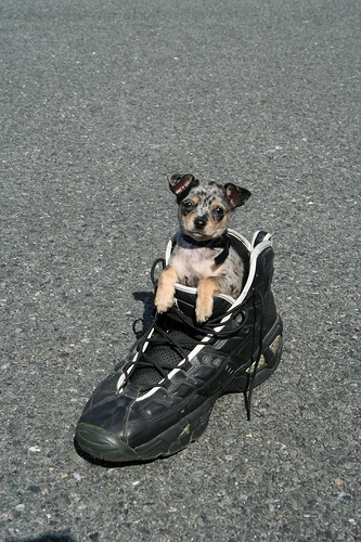 enhanced-buzz-3697-1342197592-25