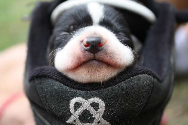 enhanced-buzz-3753-1342197090-19