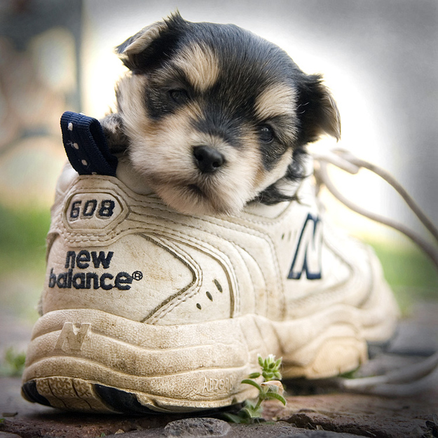 enhanced-buzz-4268-1342197171-38