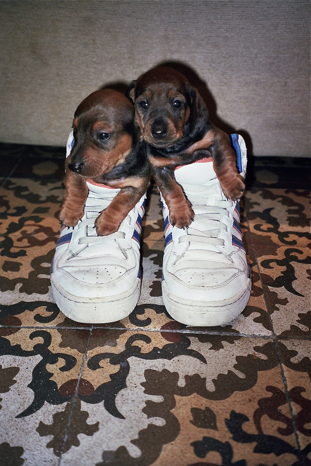 enhanced-buzz-4307-1342195567-3