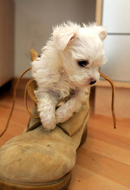 enhanced-buzz-639-1342197478-1