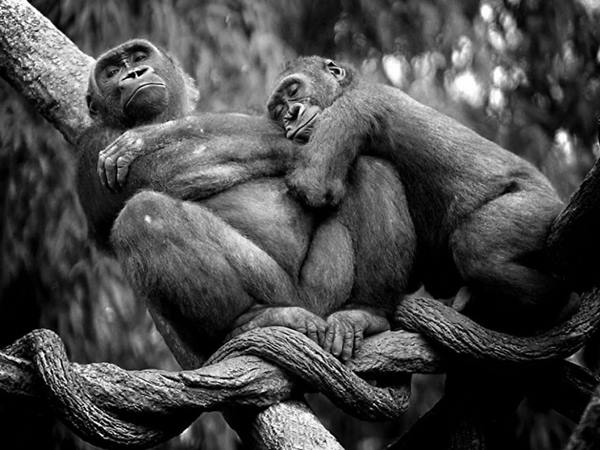 animal-couples-apes__880r