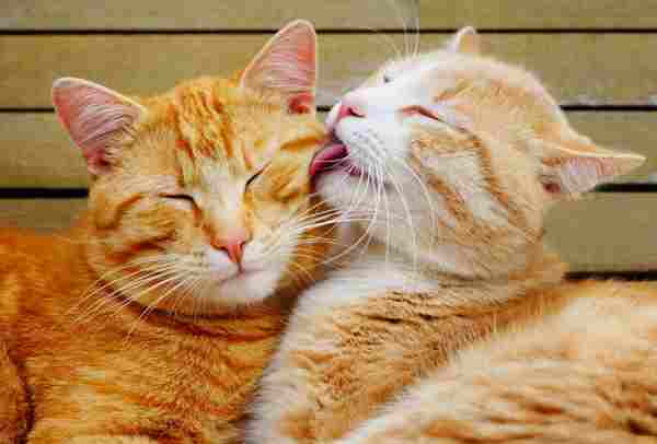 animal-couples-cats__880r