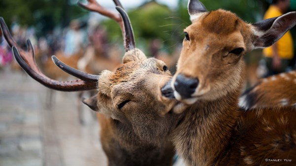 animal-couples-deer__880r