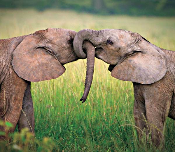 animal-couples-elephants__880r