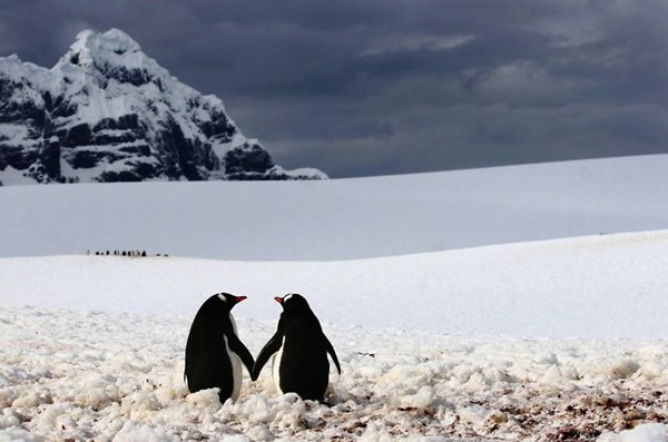 animal-couples-in-love-penguins__880r