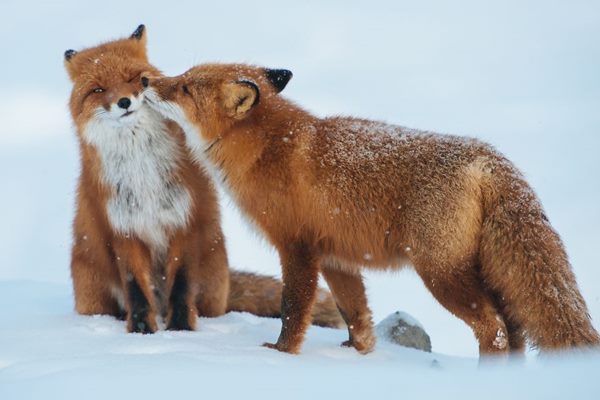 animals-love-couple-10__880r