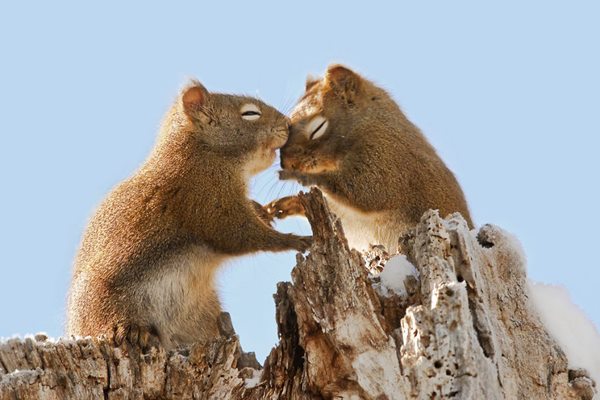 animals-love-couple-1__880r