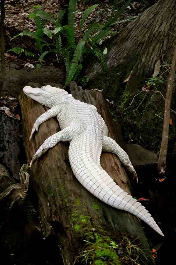 albino-animals-3-16__880r