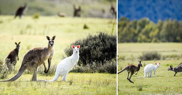 albino-animals-3-22__880r