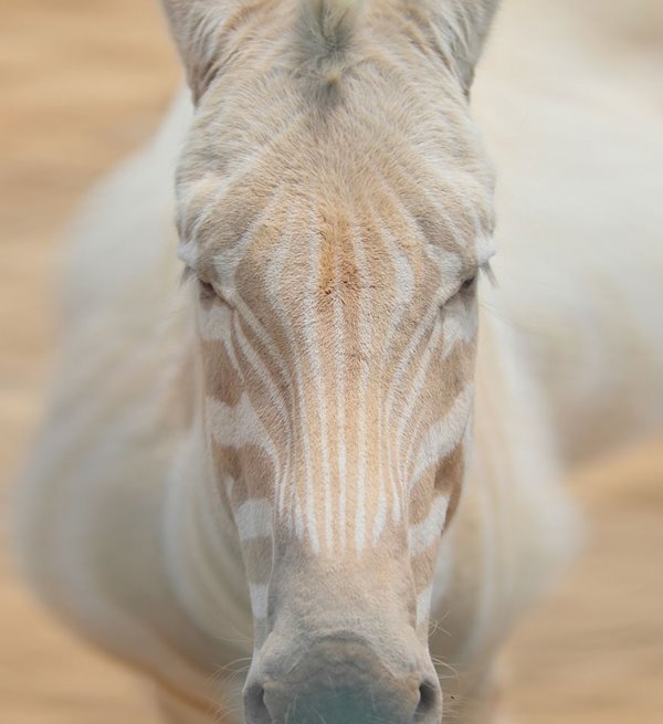 albino-animals-3-24__880r