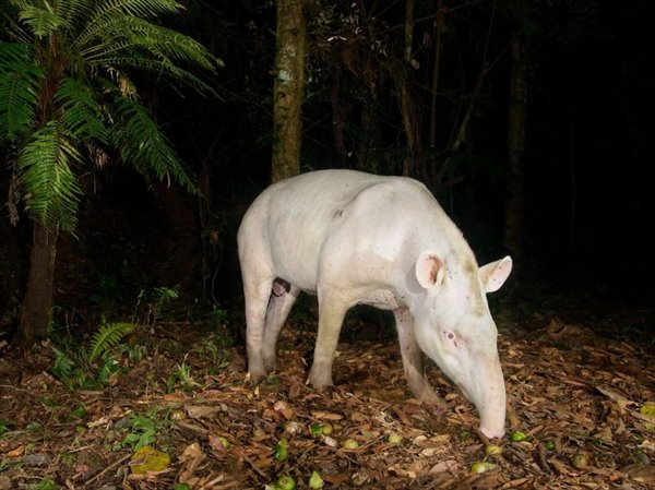 albinotapir01.adapt_.1190.11__880r