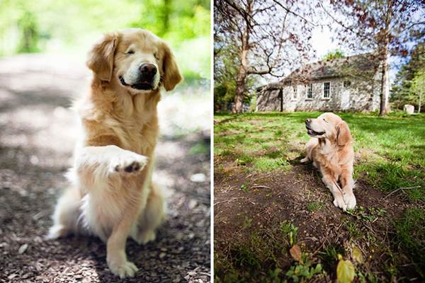 smiley-blind-therapy-dog-golden-retriever-stacey-morrison-10r