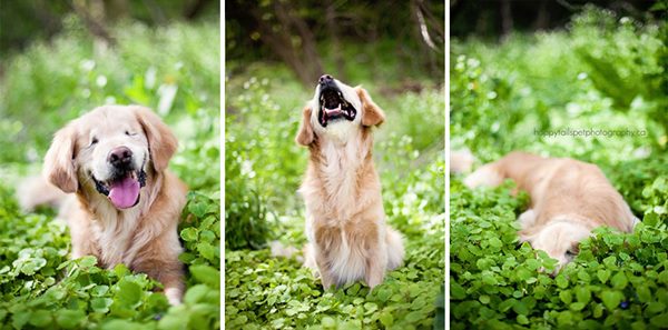 smiley-blind-therapy-dog-golden-retriever-stacey-morrison-1r