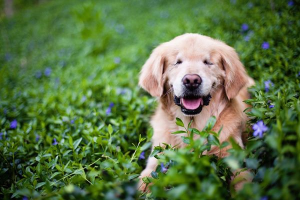 smiley-blind-therapy-dog-golden-retriever-stacey-morrison-2r