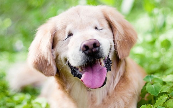 smiley-blind-therapy-dog-golden-retriever-stacey-morrison-3r