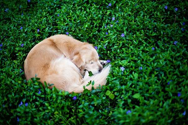 smiley-blind-therapy-dog-golden-retriever-stacey-morrison-7r