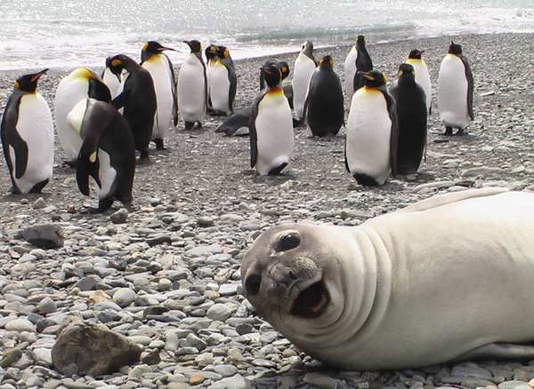 funny-animal-photobombs-13__880r