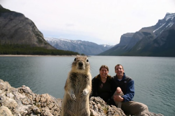 funny-animal-photobombs-1__880r