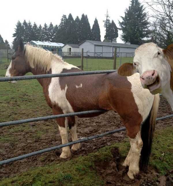 funny-animal-photobombs-36__880r