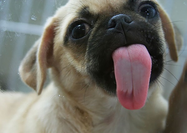 funny-animals-licking-glass-11__700r