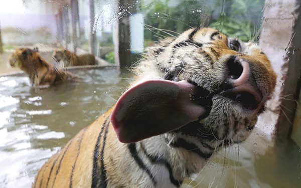 funny-animals-licking-glass-16__700r