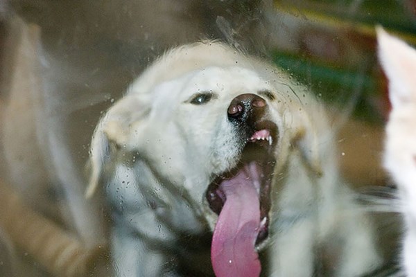 funny-animals-licking-glass-17__700r