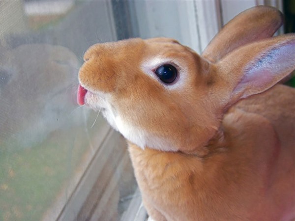 funny-animals-licking-glass-19__700r