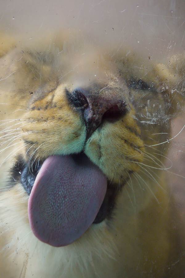 funny-animals-licking-glass-1__700r