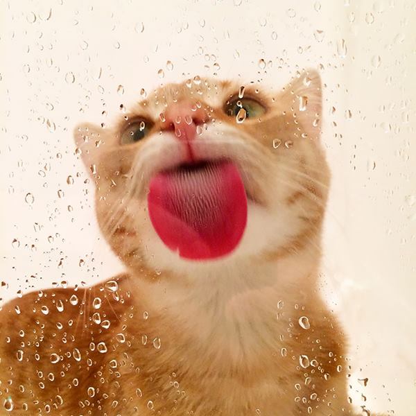 funny-animals-licking-glass-22__700r