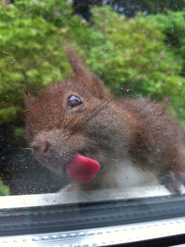 funny-animals-licking-glass-23__700r