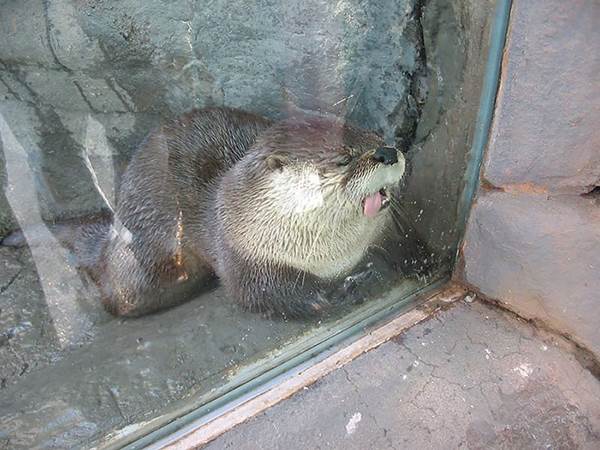 funny-animals-licking-glass-24__700r