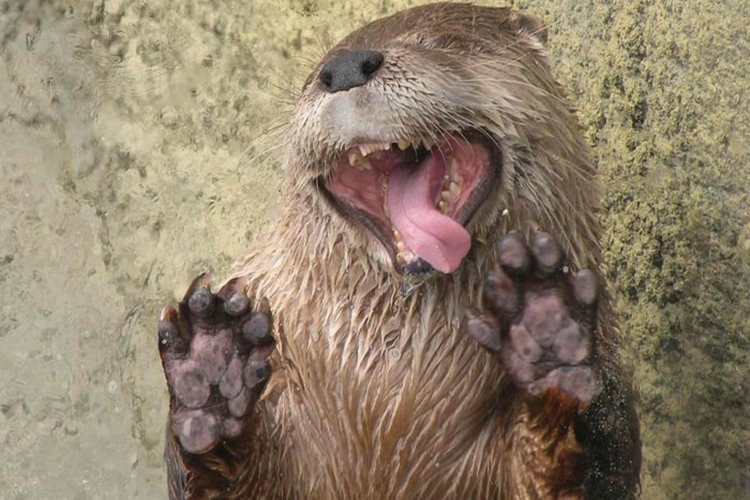 funny-animals-licking-glass-36(1)r