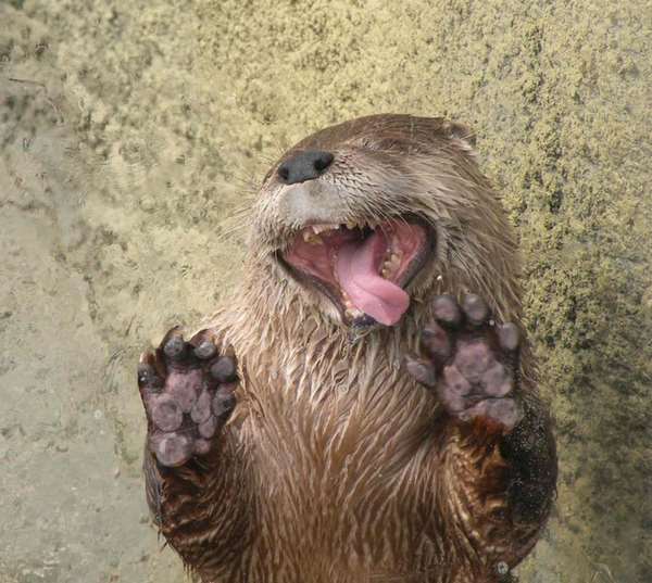 funny-animals-licking-glass-36r