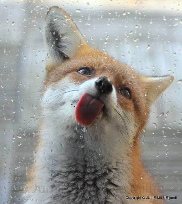 funny-animals-licking-glass-5__700r