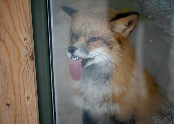 funny-animals-licking-glass-7__700r