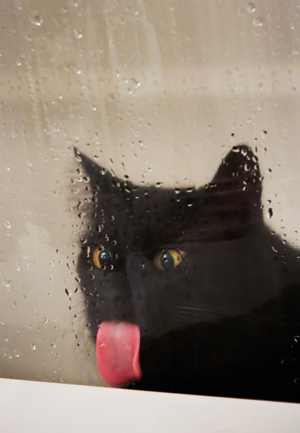 funny-animals-licking-glass-9__700r