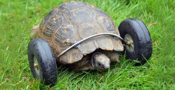 90-year-old-Tortoise-Ninja-Fast-Half-Cyborg-After-Wheels-Replace-Legs-Lost-in-Rat-Attack1__700r