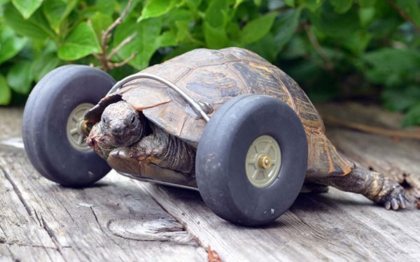 90-year-old-Tortoise-Ninja-Fast-Half-Cyborg-After-Wheels-Replace-Legs-Lost-in-Rat-Attack2__700r