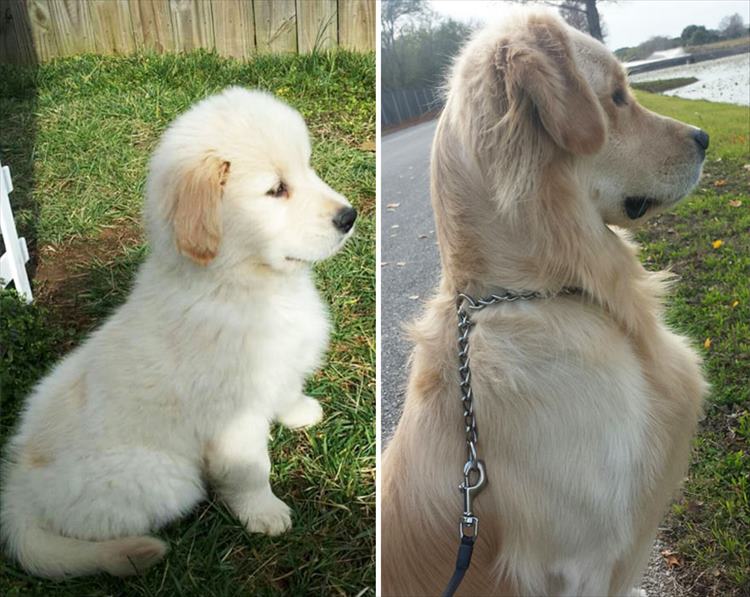 XX-before-and-after-dogs-growing-up-__880_R