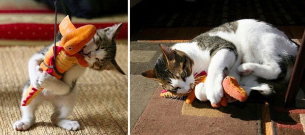 before-and-after-growing-up-cats-27__700r