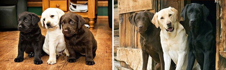 dogs-before-and-after-28__880_R