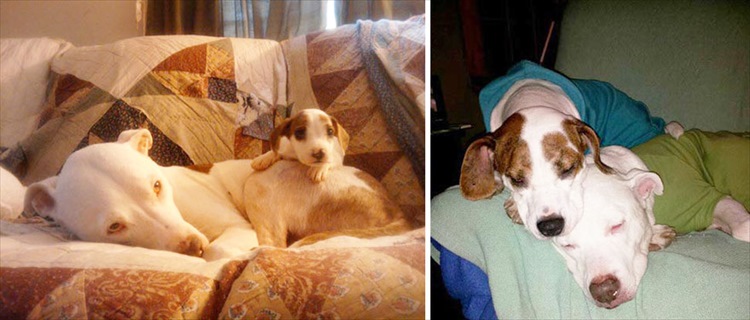 dogs-before-and-after-29__880_R