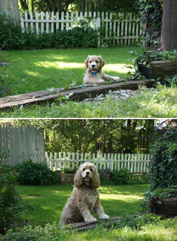 dogs-before-and-after-31__880_R