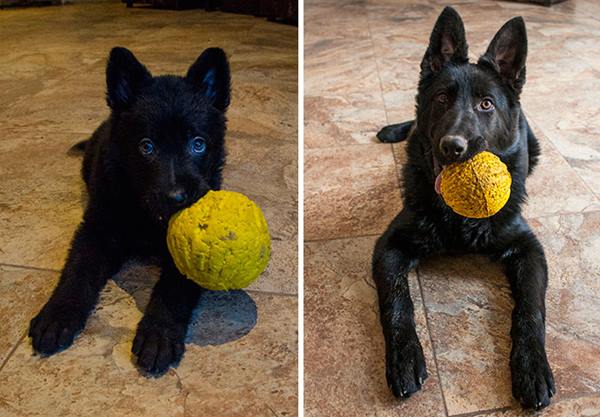 pets-growing-up-with-toys-21__700r