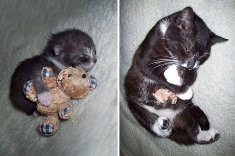 pets-with-toys-cats-dogs-before-and-after-photos-661__700r