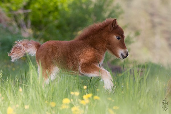 tiny-horses-27__605r